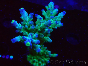 WYSIWYG RAH Acropora Rose Gold