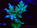 WYSIWYG LR Acropora austera Yellow Tips 5F10