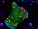 WYSIWYG RAH Acropora abrotanoides Pink Tips 5H1