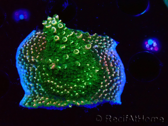 WYSIWYG RAH Acropora abrotanoides Pink Tips 5H2