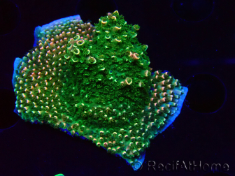 WYSIWYG RAH Acropora abrotanoides Pink Tips