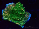 WYSIWYG RAH Acropora abrotanoides Pink Tips 5H5