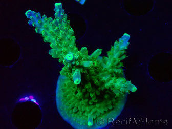 WYSIWYG RAH Acropora Joker