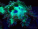 WYSIWYG Catalaphyllia jardinei Frag 11 (3 cm)