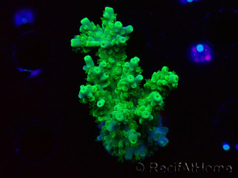 WYSIWYG RAH Acropora Hematoma 5I2