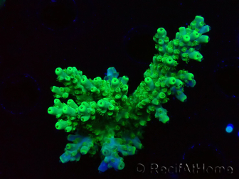 WYSIWYG RAH Acropora Hematoma 5I3