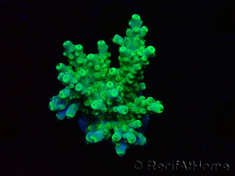 WYSIWYG RAH Acropora Hematoma 5I4