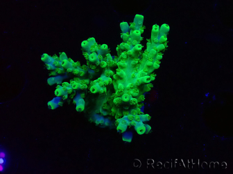 WYSIWYG RAH Acropora Hematoma