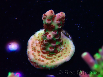 WYSIWYG RAH Acropora hyacinthus Pink Planet 5B10