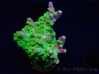 WYSIWYG MHAcropora natalensis 5C3