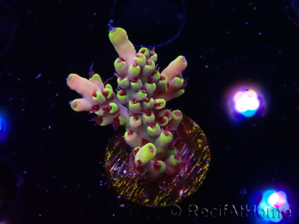 WYSIWYG RAH Acropora Pink Floyd