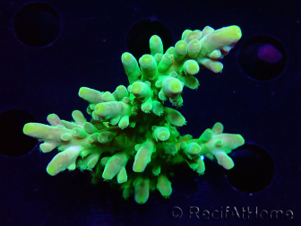 WYSIWYG RAH Acropora austera Yellow 5G1