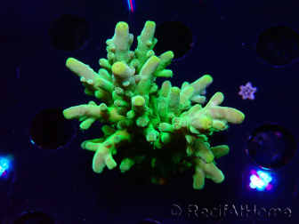 WYSIWYG RAH Acropora austera Yellow 5G2