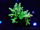 WYSIWYG RAH Acropora austera Yellow 5G2