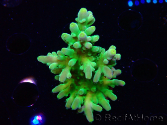 WYSIWYG RAH Acropora austera Punte Gialle