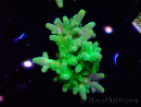 WYSIWYG RAH Acropora austera Gelbe Spitzen