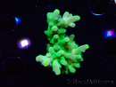WYSIWYG RAH Acropora austera Yellow Tips