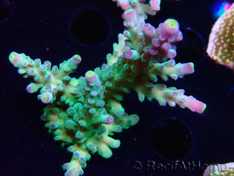 WYSIWYG RAH Acropora Rose Gold