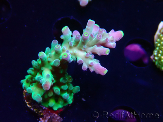 WYSIWYG RAH Acropora Rose Gold