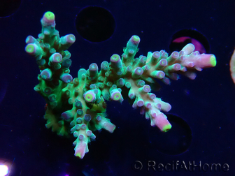 WYSIWYG RAH Acropora Rose Gold