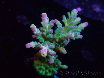 WYSIWYG RAH Acropora Rose Gold