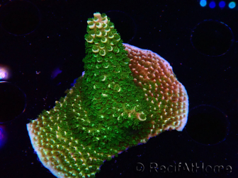 WYSIWYG RAH Acropora abrotanoides Pink Tips 5H1