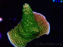 WYSIWYG RAH Acropora abrotanoides Pink Tips 5H1
