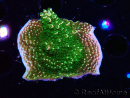 WYSIWYG RAH Acropora abrotanoides Pink Tips