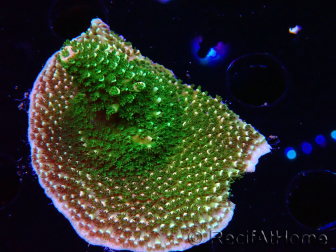 WYSIWYG RAH Acropora abrotanoides Pink Tips 5H3