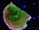 WYSIWYG RAH Acropora abrotanoides Pink Tips