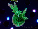 WYSIWYG RAH Acropora Joker
