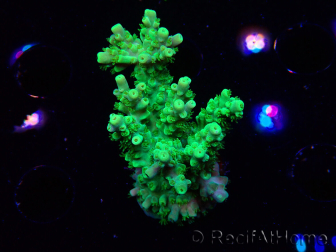 WYSIWYG RAH Acropora Hematoma 5I2