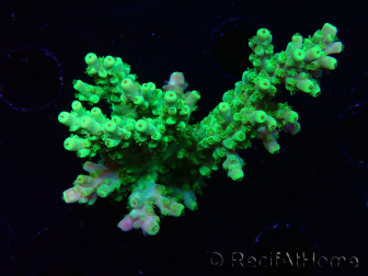 WYSIWYG RAH Acropora Hematoma