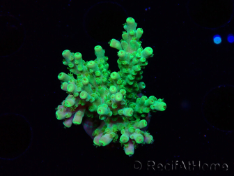 WYSIWYG RAH Acropora Hämatom