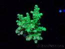 WYSIWYG RAH Acropora Hämatom