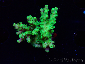 WYSIWYG RAH Acropora Hematoma