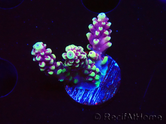 WYSIWYG RAH Acropora Helionis