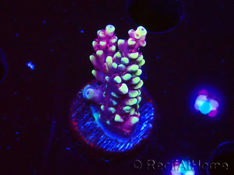 WYSIWYG RAH Acropora Helionis 5J5