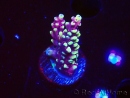 WYSIWYG RAH Acropora Helionis