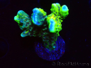WYSIWYG - CB Incredible Hulk Montipora GRAFTED 5L1