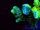 WYSIWYG - CB Incredible Hulk Montipora GRAFTED 5L1