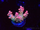 WYSIWYG RAH Acropora Strawberry Ice 5M1