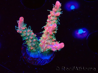 WYSIWYG RAH Acropora Strawberry Ice 5M2