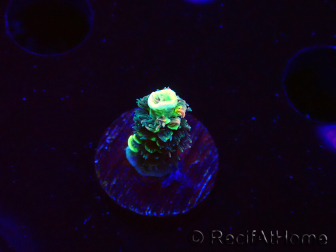 WYSIWYG RR Acropora tenuis Bananarama