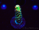 WYSIWYG RR Acropora tenuis Bananarama