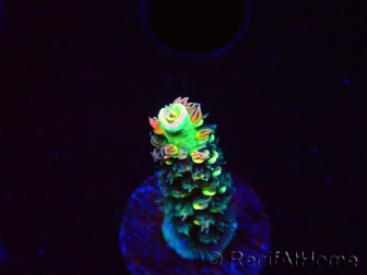 WYSIWYG RR Acropora tenuis Bananarama