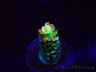 WYSIWYG RR Acropora tenuis Bananarama