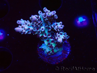 WYSIWYG RAH Acropora Basilisk