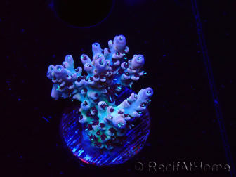 WYSIWYG RAH Acropora Basilisk 5M10