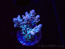 WYSIWYG RAH Acropora Basilisk 5M10